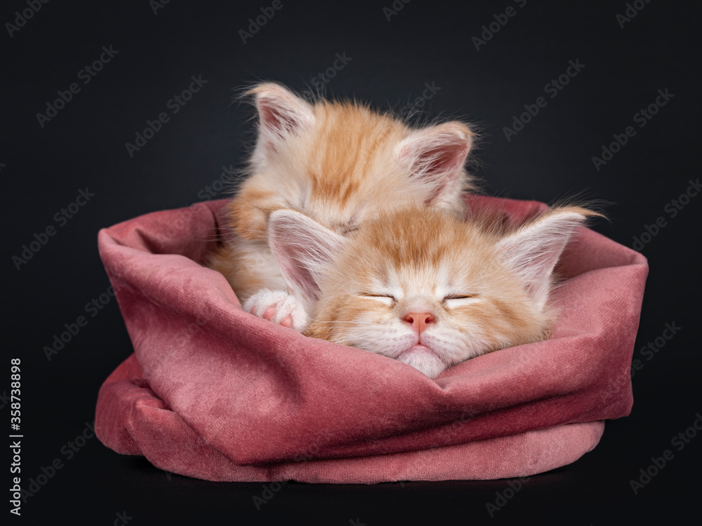 Two 5 week old Maine Coon cat kittens, sleeping in pink velvet basket. Isolated on black background.