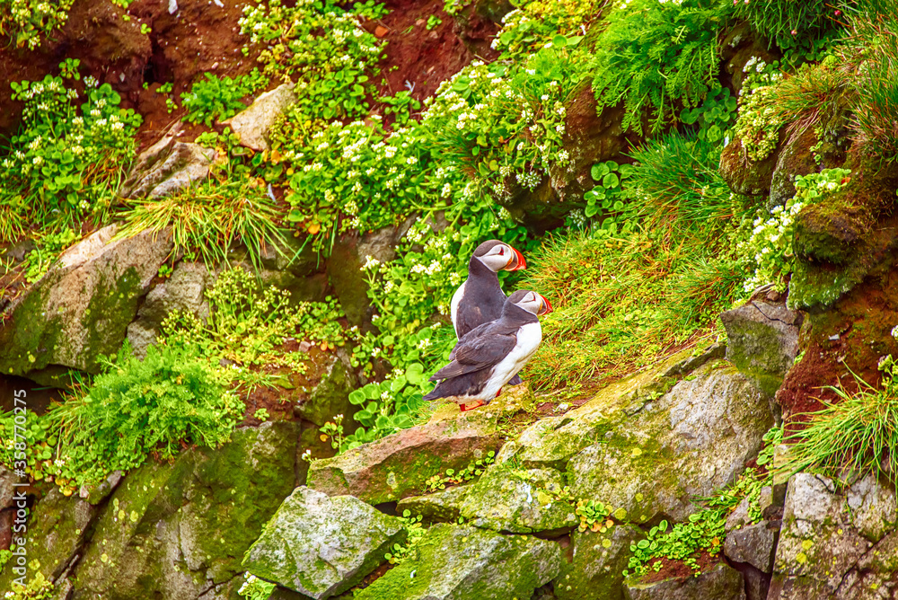 Two atlantic puffins