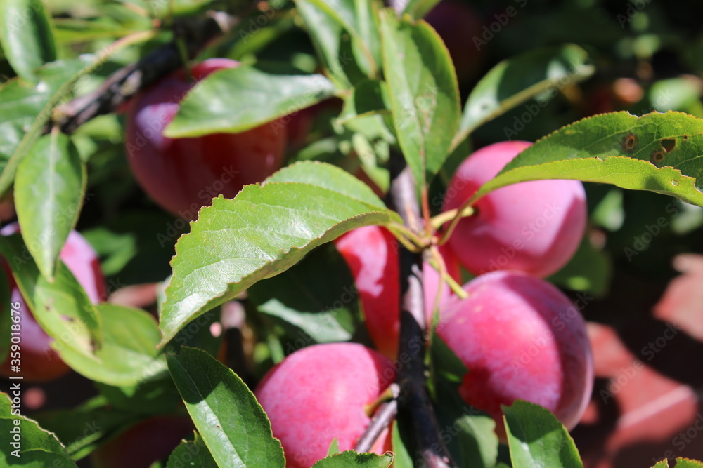 梅树上未成熟的普通李子（Prunus domestica）果实