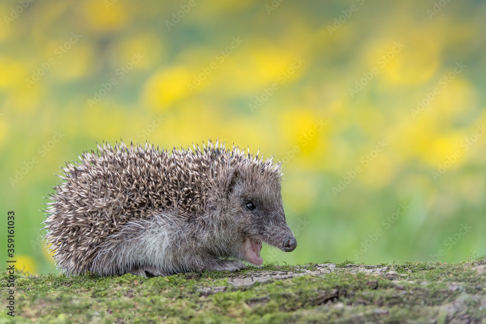 寻找食物的刺猬（Erinaceus europaeus）