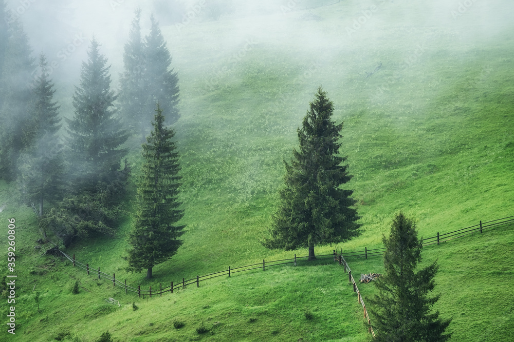 Foggy forest in the mountains. Landscape with trees and field. Landscape after rain. A view for the 