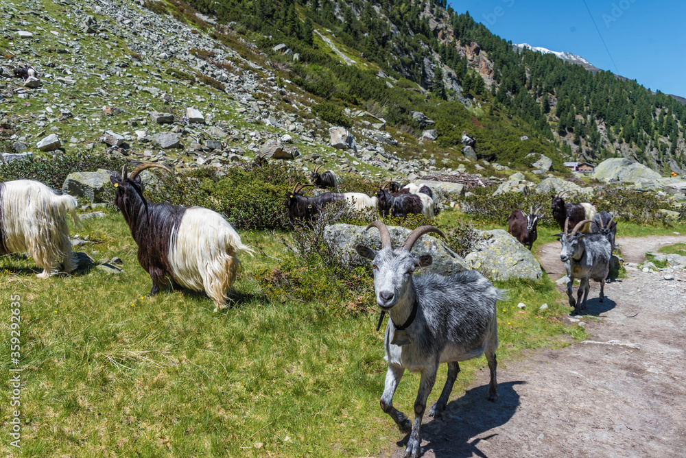 斯塔拜塔尔省南部的Bergziegen auf der Sulzenau Alm im Stubaital