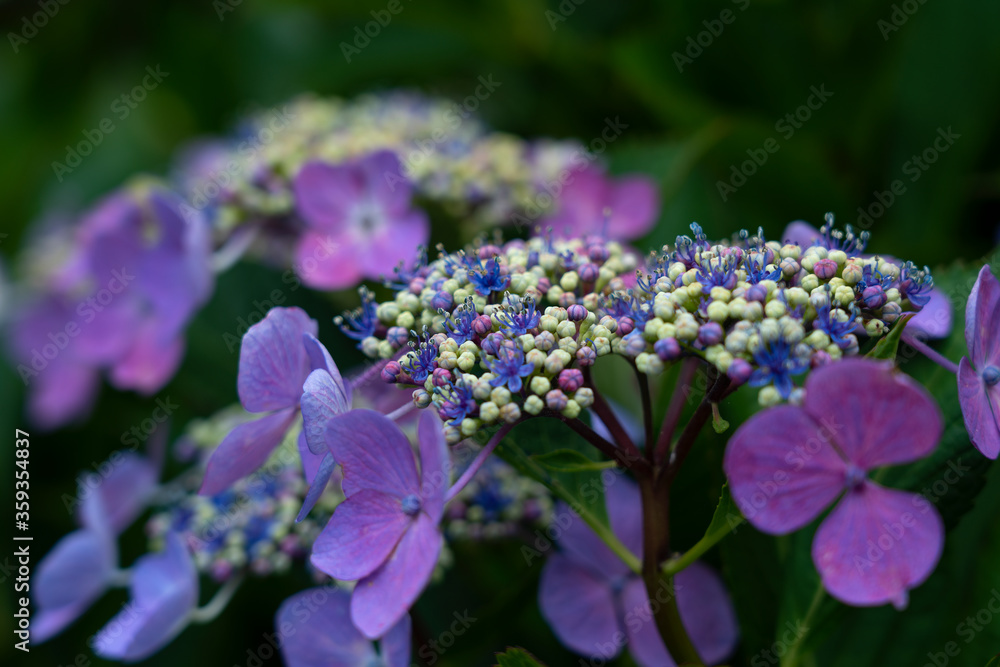 日本紫绣球花特写