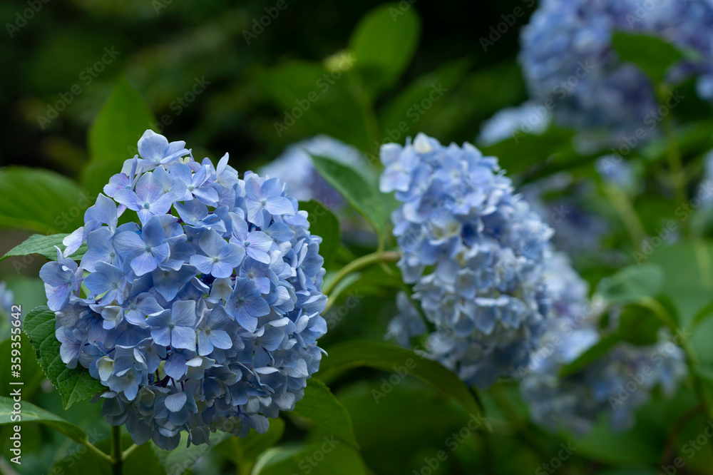 日本蓝绣球花特写