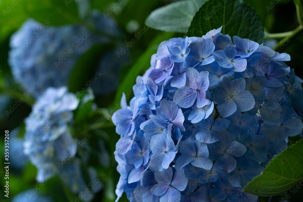 日本蓝绣球花特写