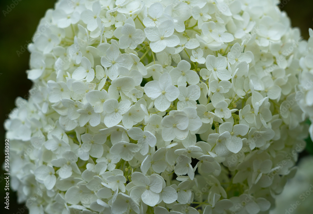 日本白色绣球花特写