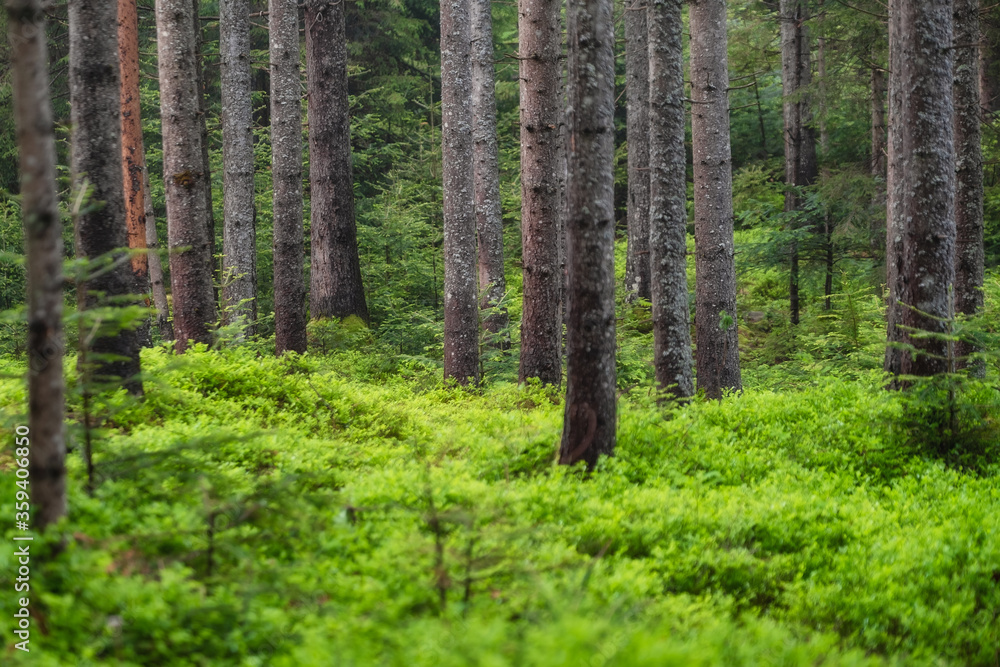 Fresh plants in the forest. Natural background. The forest after the rain. Picture for wallpaper..