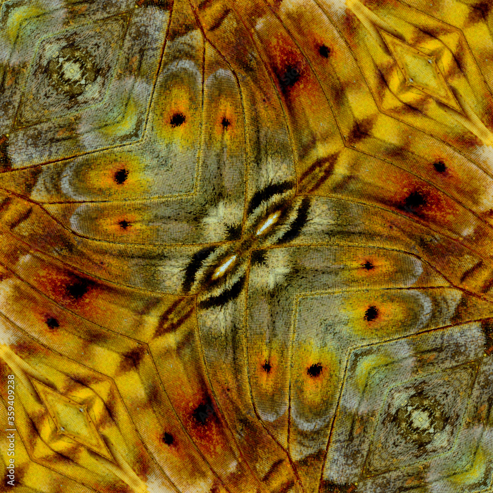 Close up of grace brown Background texture made of butterfly wing pattern