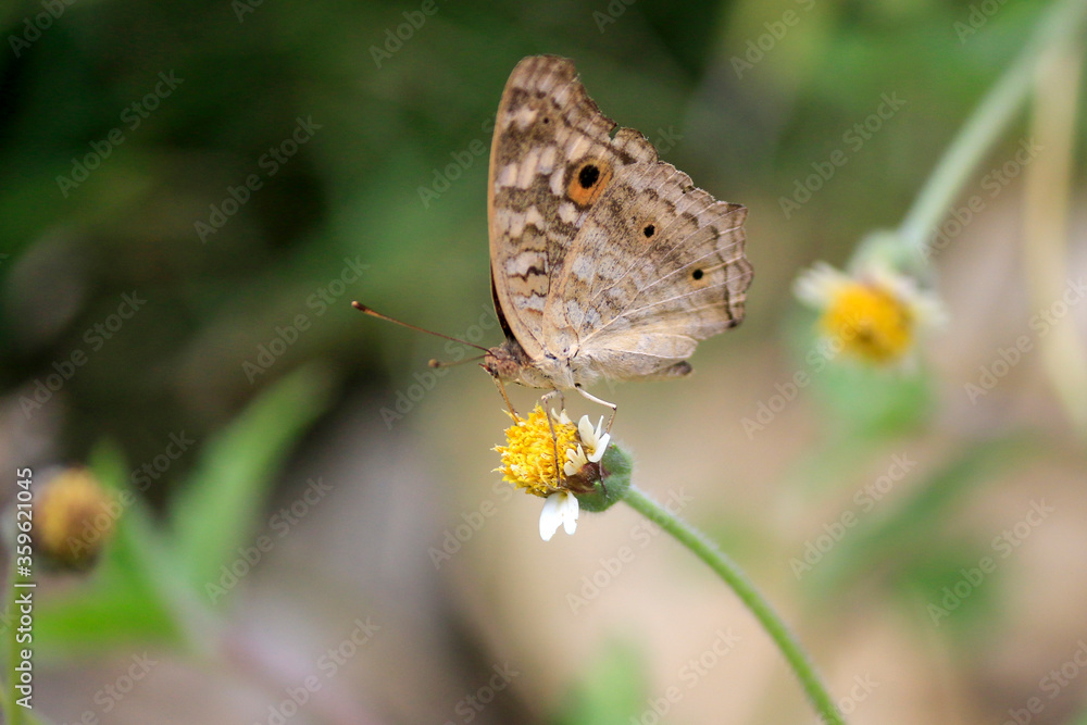 Close-up of a butterfly on a flower.