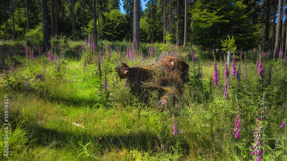 Hochtaunus