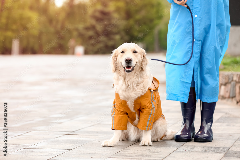 Funny dog and owner in raincoats walking outdoors