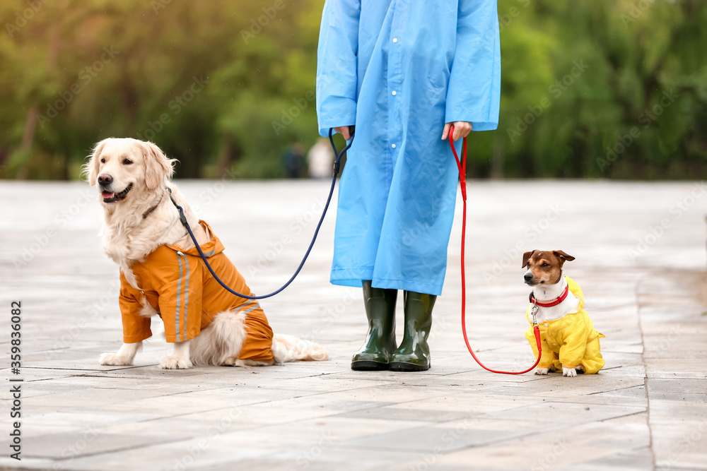 Funny dogs and owner in raincoats walking outdoors