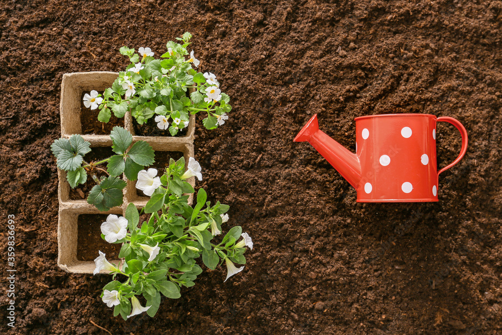 Plants with watering can on soil background