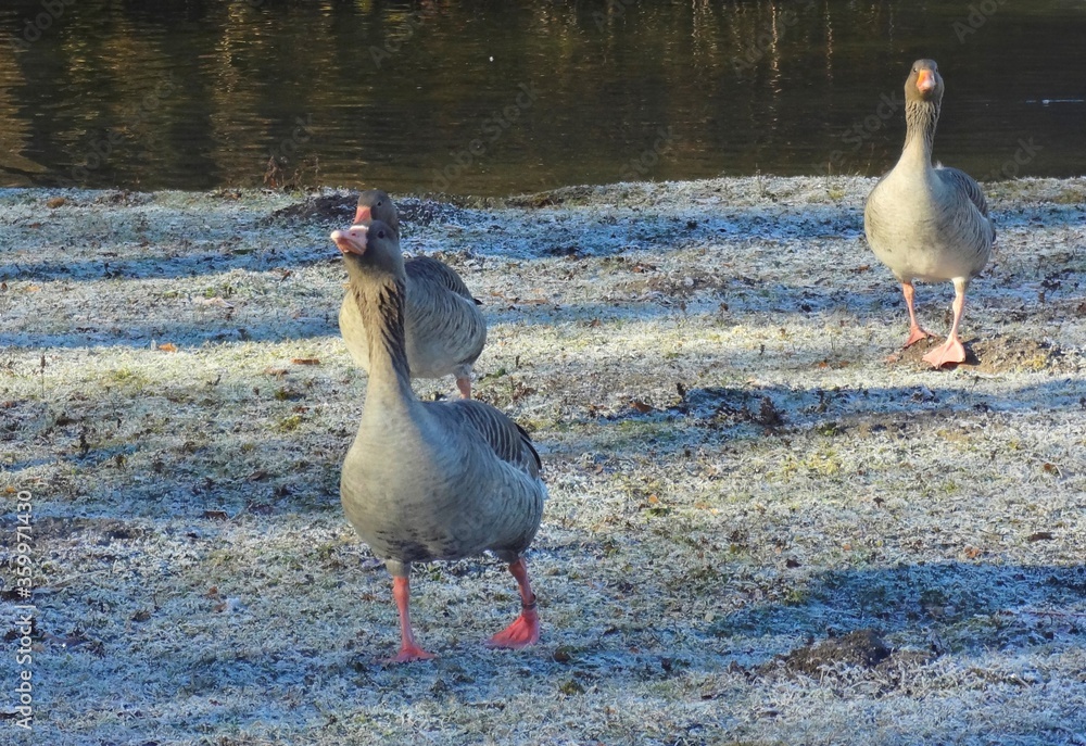 Big wild geese in the winter city park of Munich