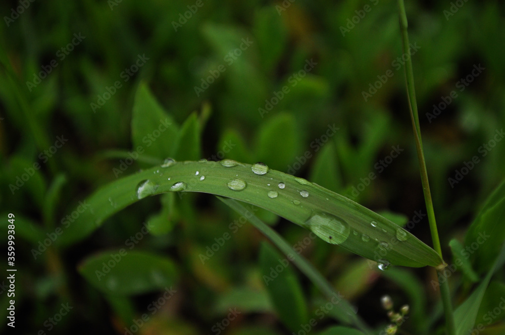 树叶上的雨滴