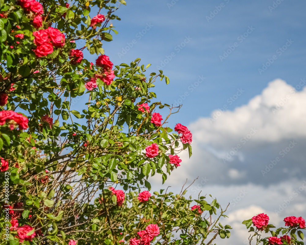 schönen Rosen an einem wunderschönen sonnigen Tag