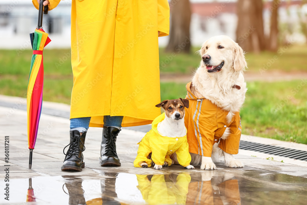 有趣的狗和穿着雨衣的主人在户外散步