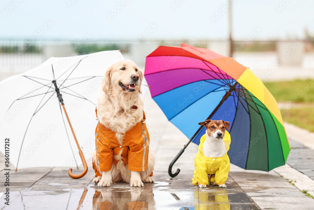 有趣的狗狗穿着雨衣，在户外打着伞