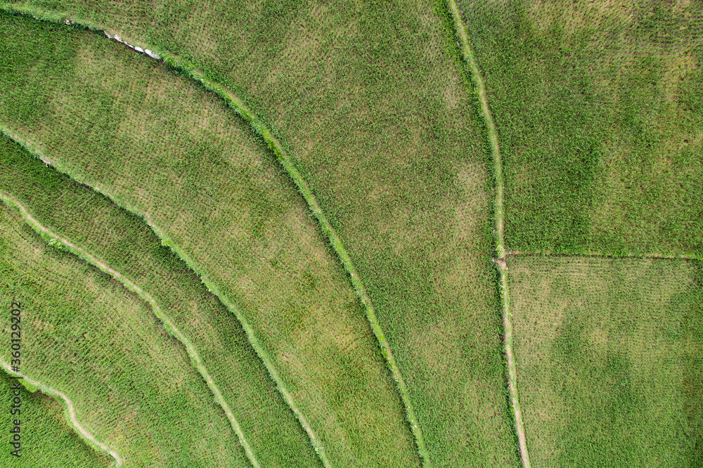 aerial view of the scene of green rice fields in an agriculture village