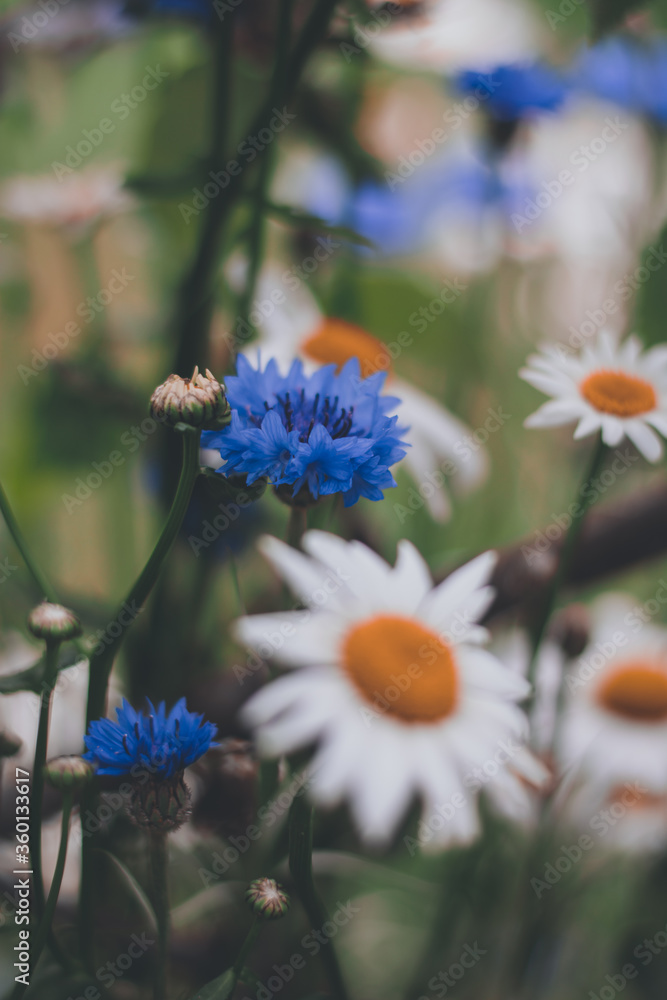 Close up of blue cornflowers and white daisies. Green blurred background. Midsummer flowers from a m