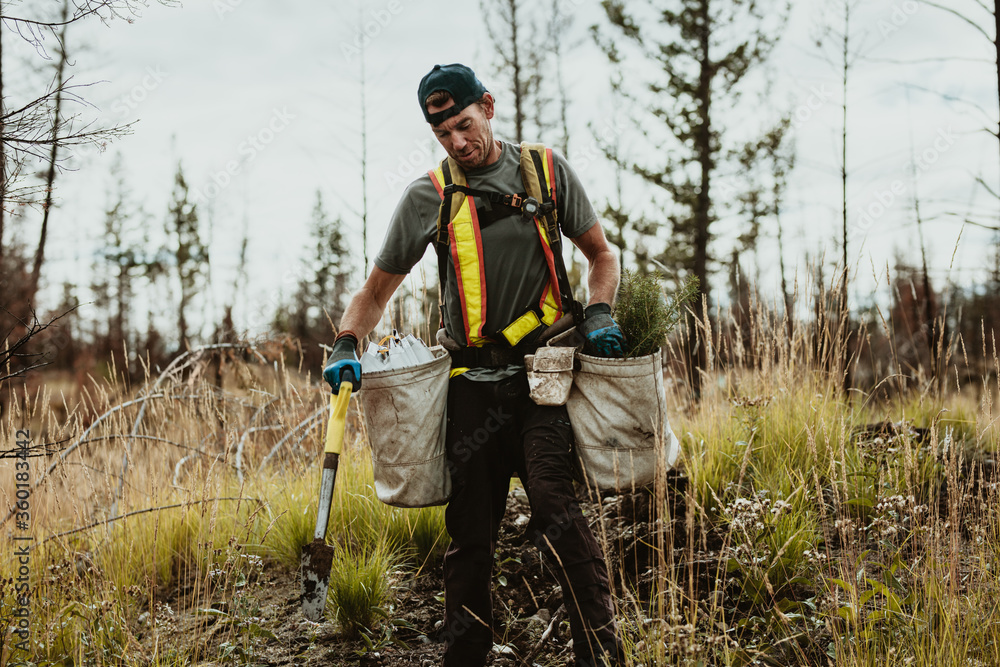 Treeplanting and reforestation