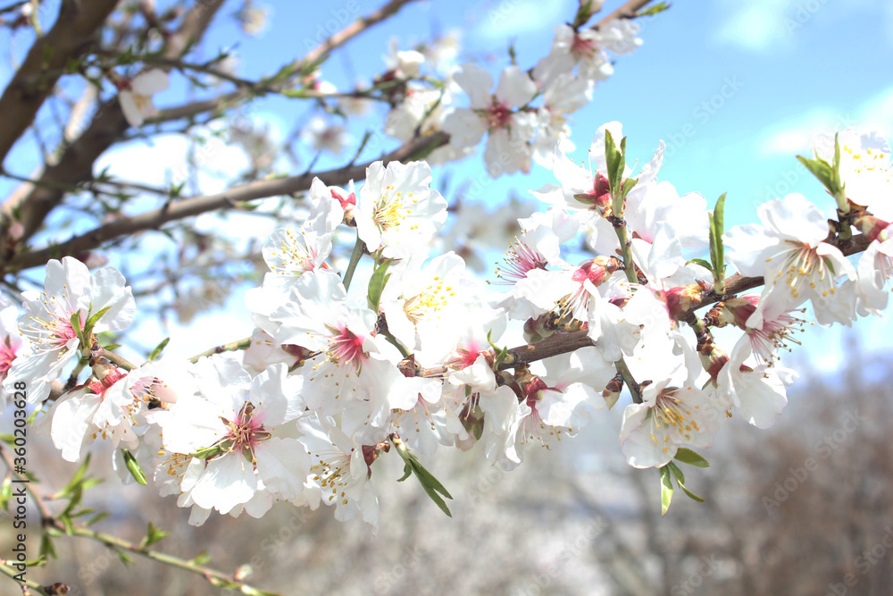 Blossom（开花）