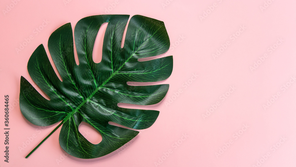 Tropical leaves Monstera on pink background, Flat lay, top view, Tropical jungle Monstera leave, Swi