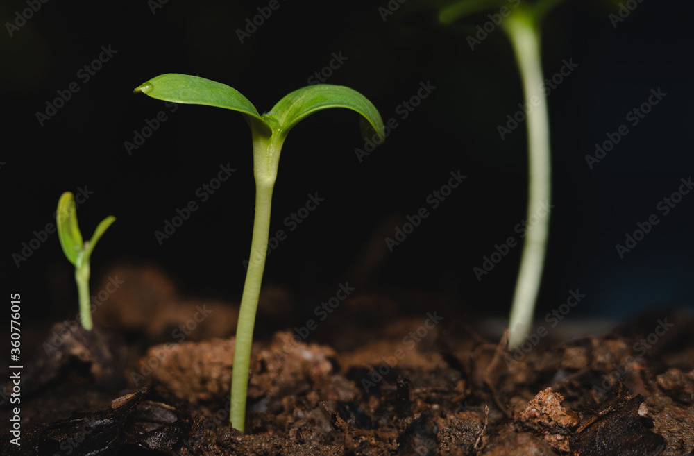 向日葵幼苗生长。种植绿色植物。