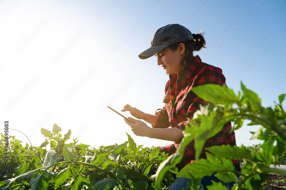 A woman farmer with digital tablet on a tomato field. Smart farming and digital transformation in ag