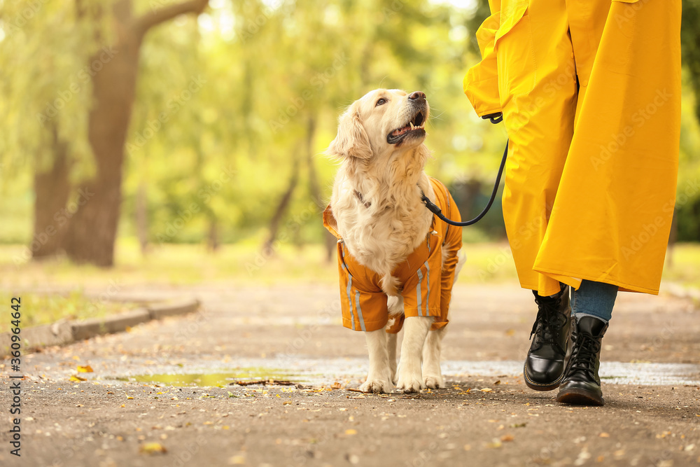 Funny dog and owner in raincoats walking outdoors