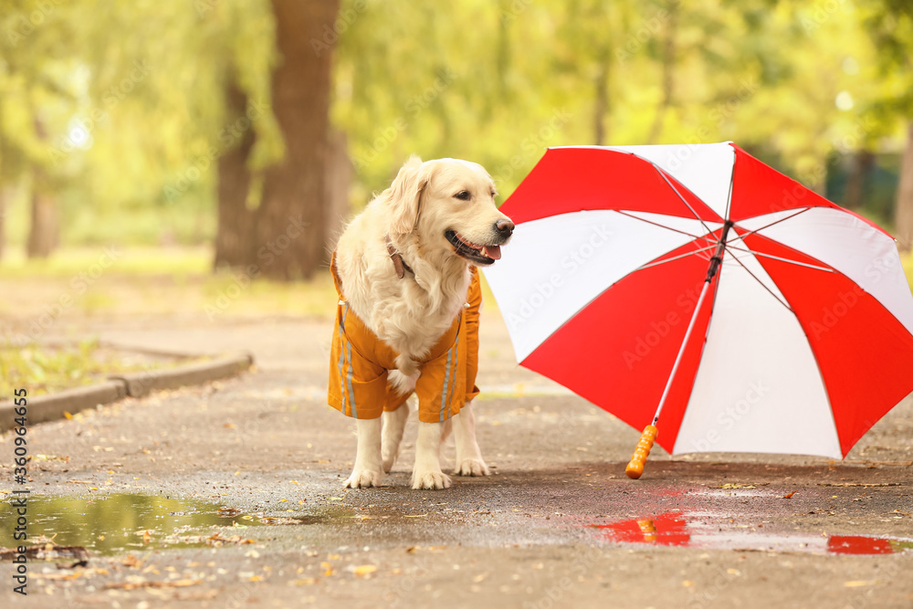 Funny dog in raincoat and with umbrella outdoors