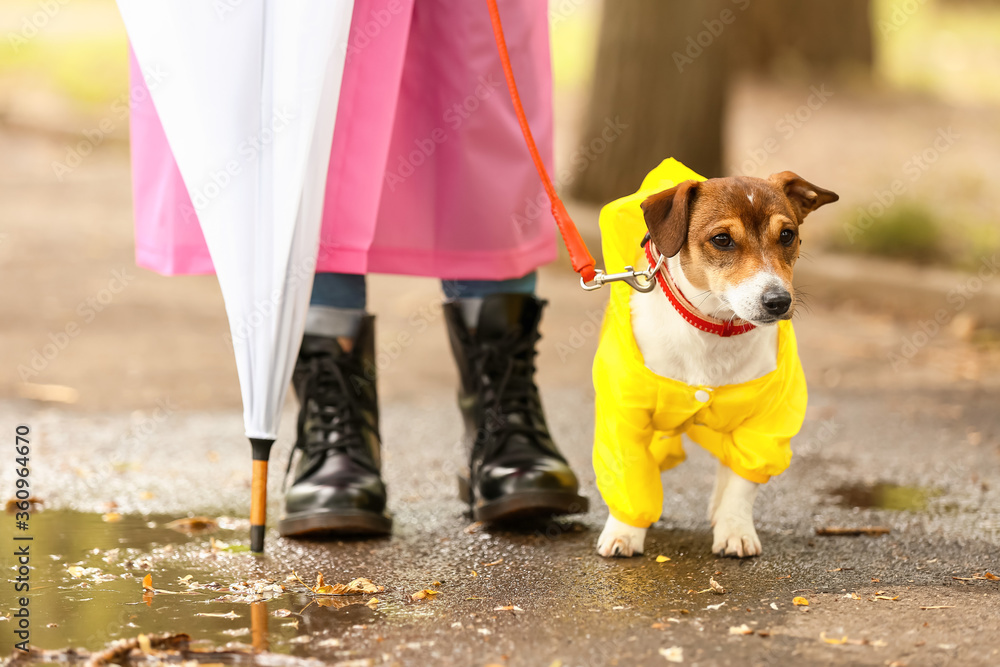 有趣的狗和穿着雨衣的主人在户外散步