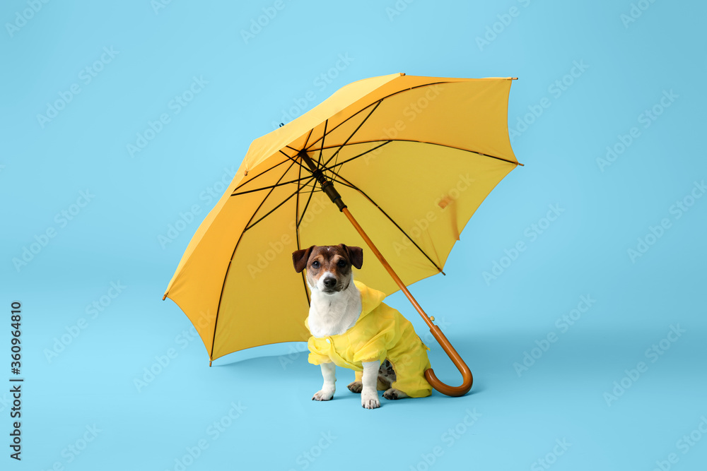 有趣的狗穿着雨衣，颜色背景上有雨伞