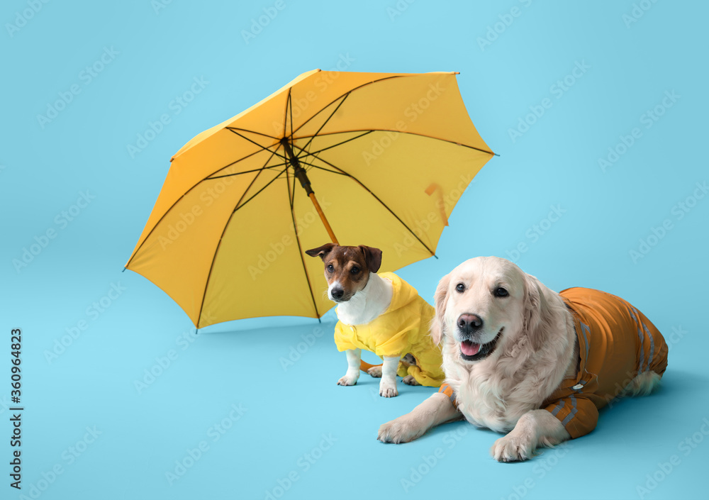 有趣的狗穿着雨衣，颜色背景上有雨伞