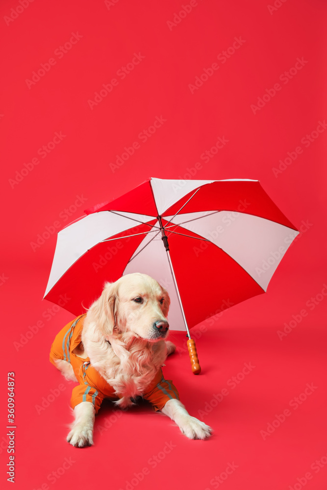 有趣的狗穿着雨衣，颜色背景上有伞