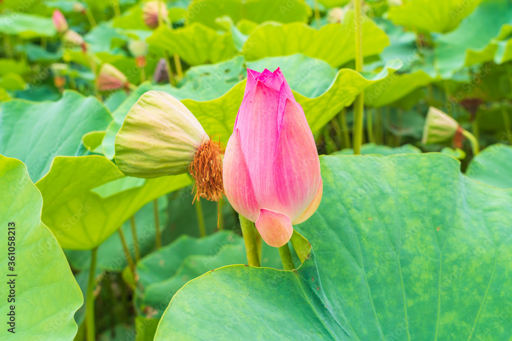 池边荷花