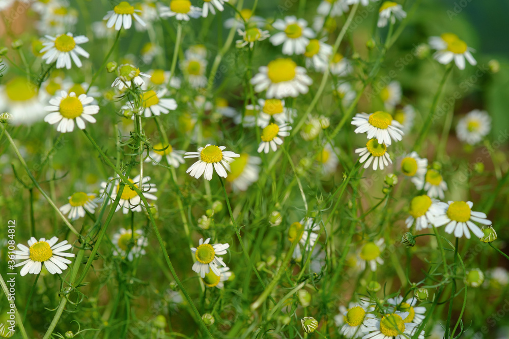 Group of Chamomile blossom in garden. Alternative medicine herbs. Scientific name Matricaria recutit