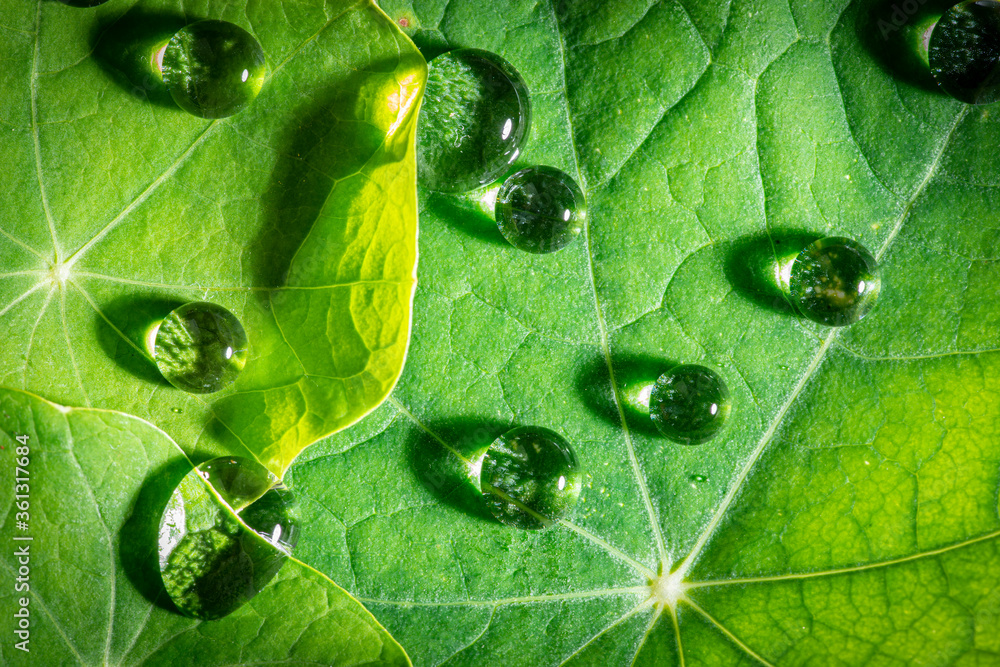 雨滴落在树叶上