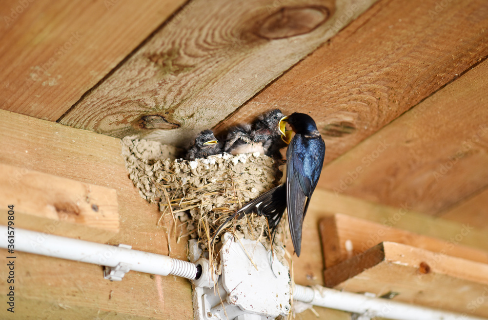 谷仓燕子（Hirundo rustica）。鸟巢里的鸟类家族。在谷仓里喂养新生的小鸟。欧洲