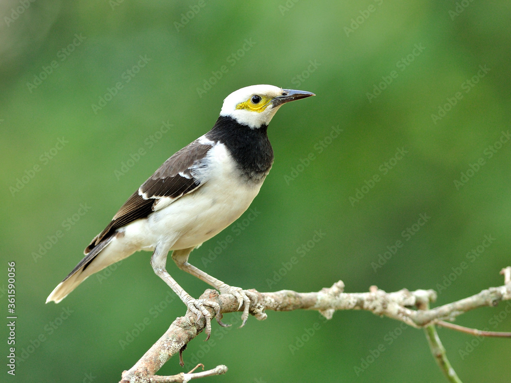 黑领Starling bird（Sturnus nigricolis）站在树枝上，背部绿色模糊