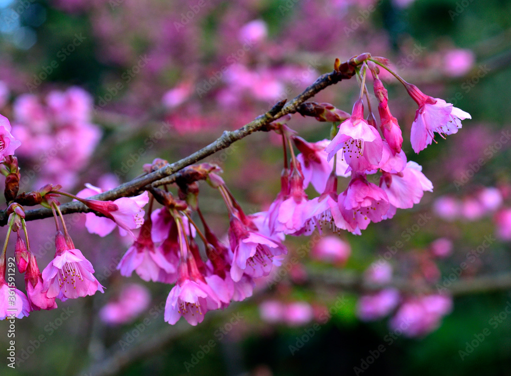 Bunch of Cherry flower or Sakura are blossom in the garden