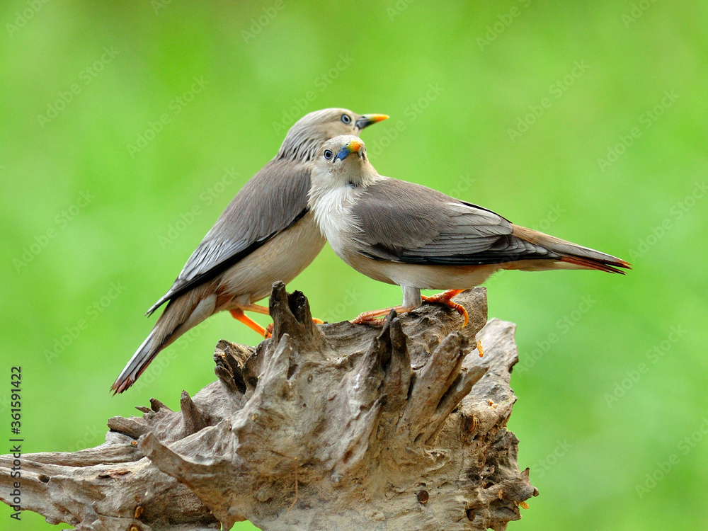 栗尾Starling birds on the same log in sweet motions（Sturnus malabaricus）