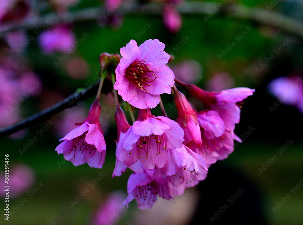 美丽盛开的樱花或樱花特写