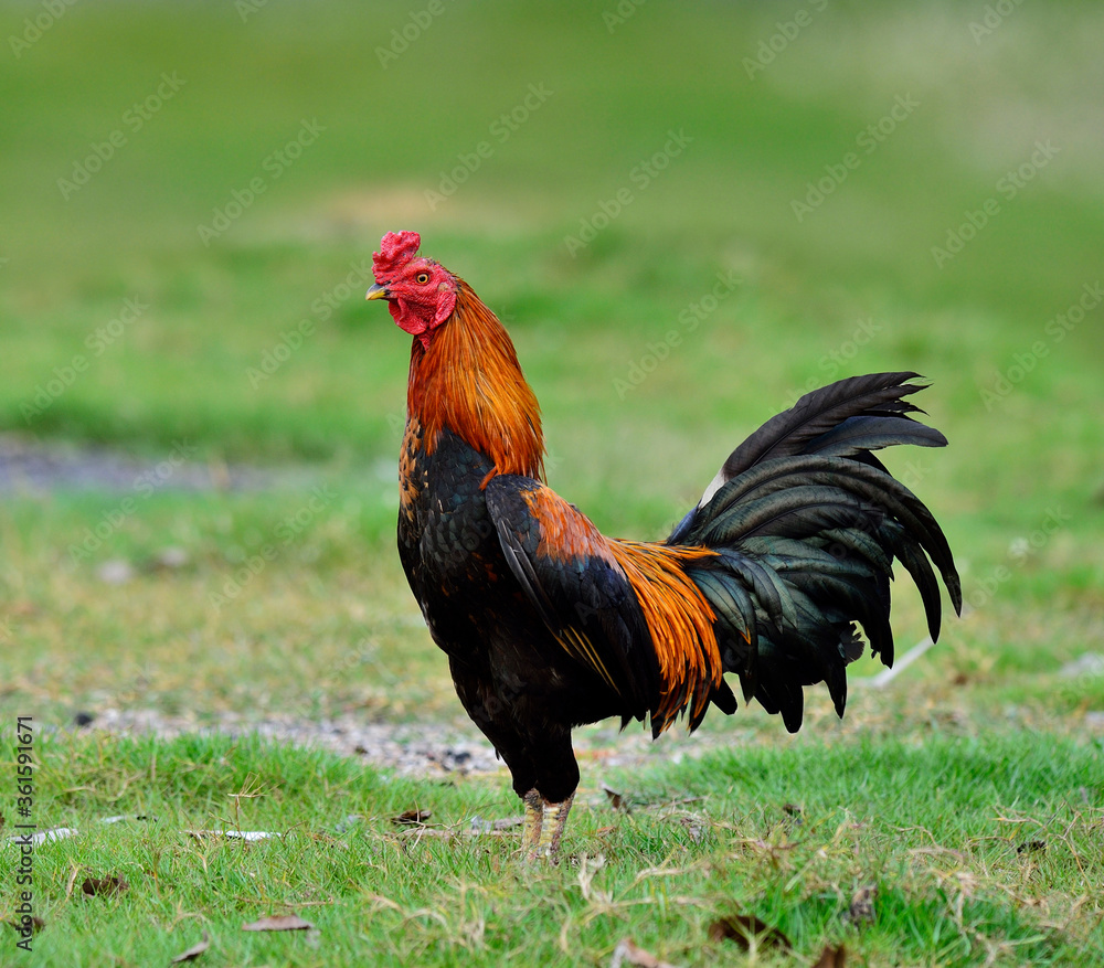 cock; hen; chicken; male; father; stand; pround; pride; good; farm; wild; colorful; Thailand; grass;