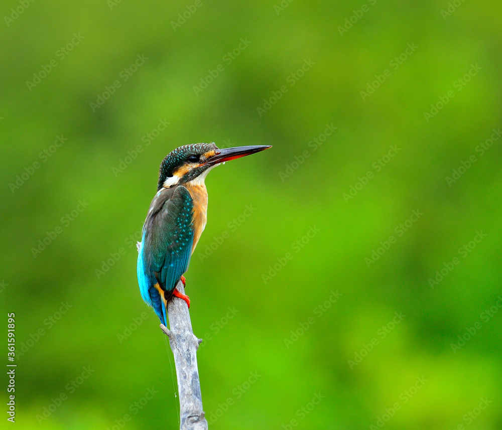 普通翠鸟，Alcedo atthis，栖息在树枝上，鸟，欧亚翠鸟