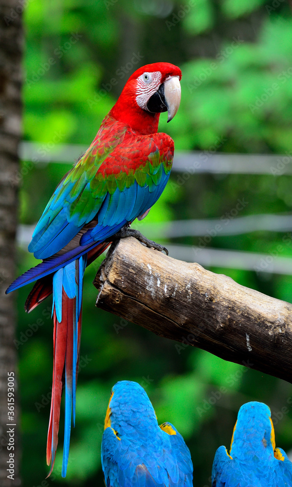 Green-winged Macaw perching on the branch with very nice details and background, colorful macaw, wit