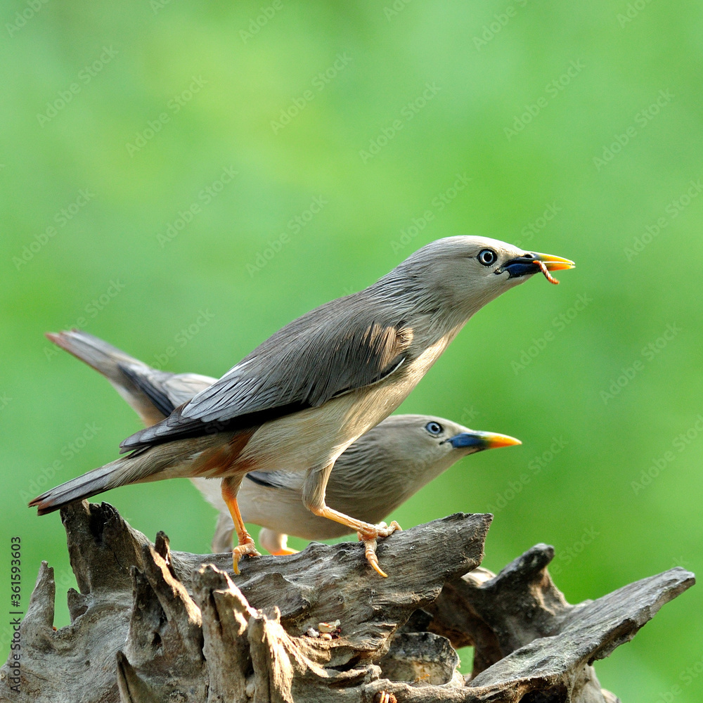 Lovely pair of Chestnut-tailed Starling bird (Sturnus malabaricus) on the log