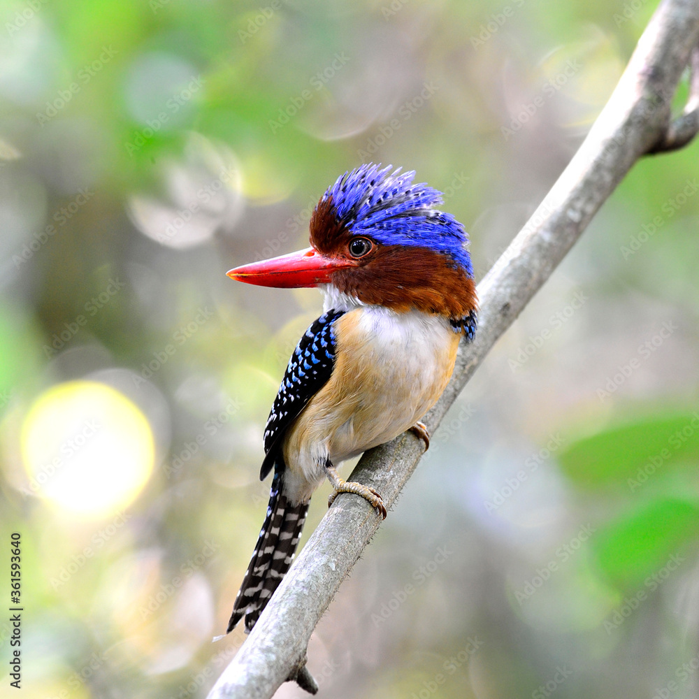 Male of Banded Kingfisher perching on a nice branch