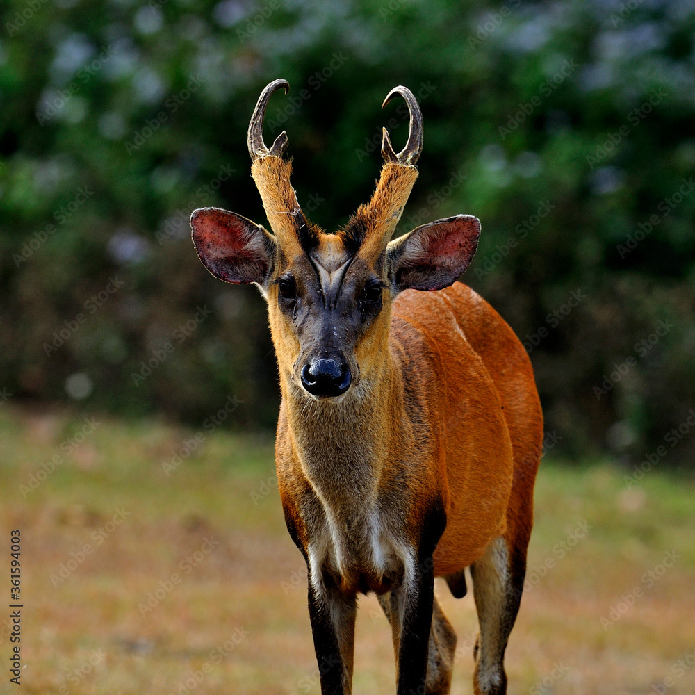 Muntiacus muntjak或feas吠叫的鹿或自然界中的所谓feas muntjac