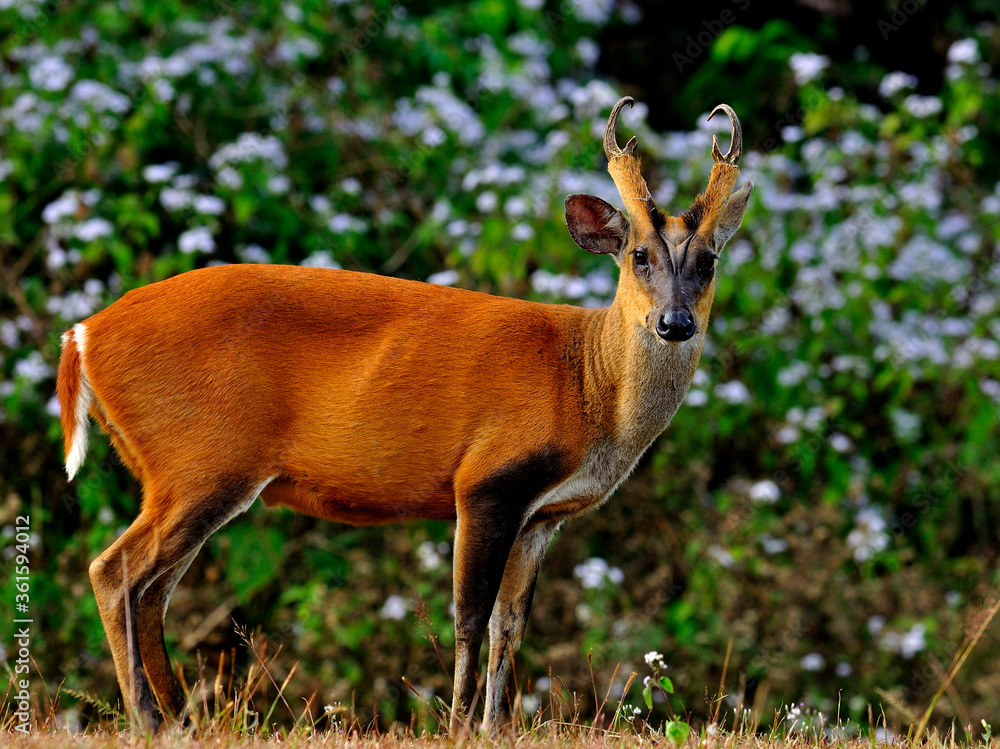 Muntiacus muntjak或feas吠叫的鹿或所谓的feas muntjac，背部有白花